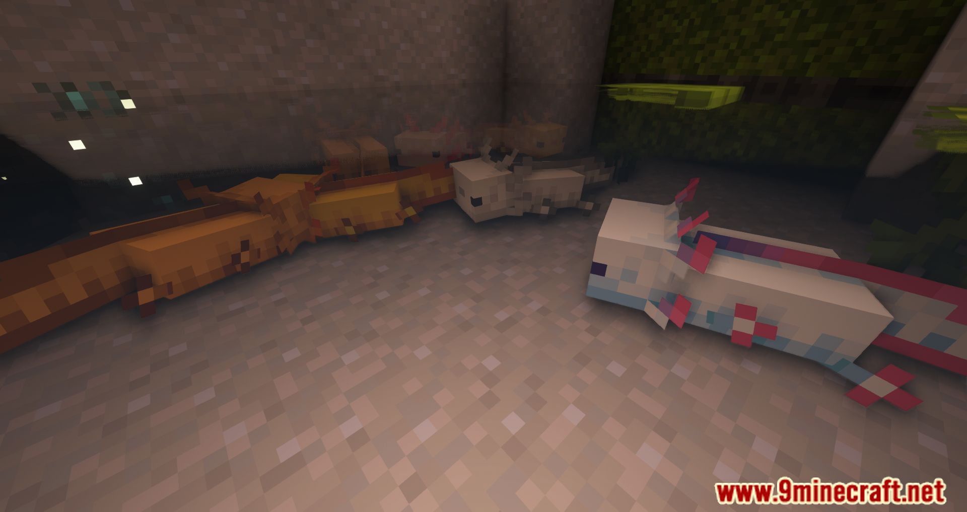 More Axolotl Variants Mod (1.21.4, 1.20.1) - More Adorable Creatures 62 1735222760 172 more axolotl variants mod 1214 1201 more adorable creatures