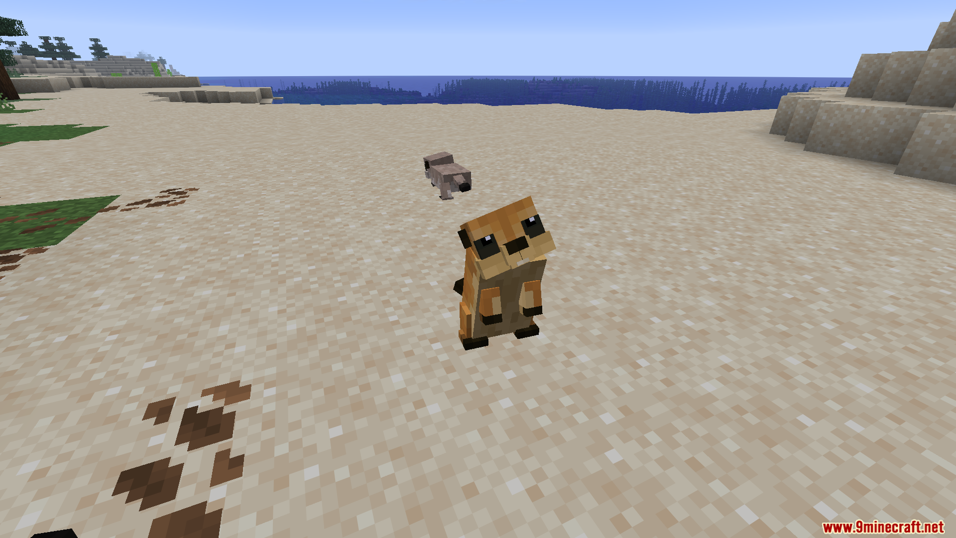 A cute prairie dog standing upright on a sandy beach area
