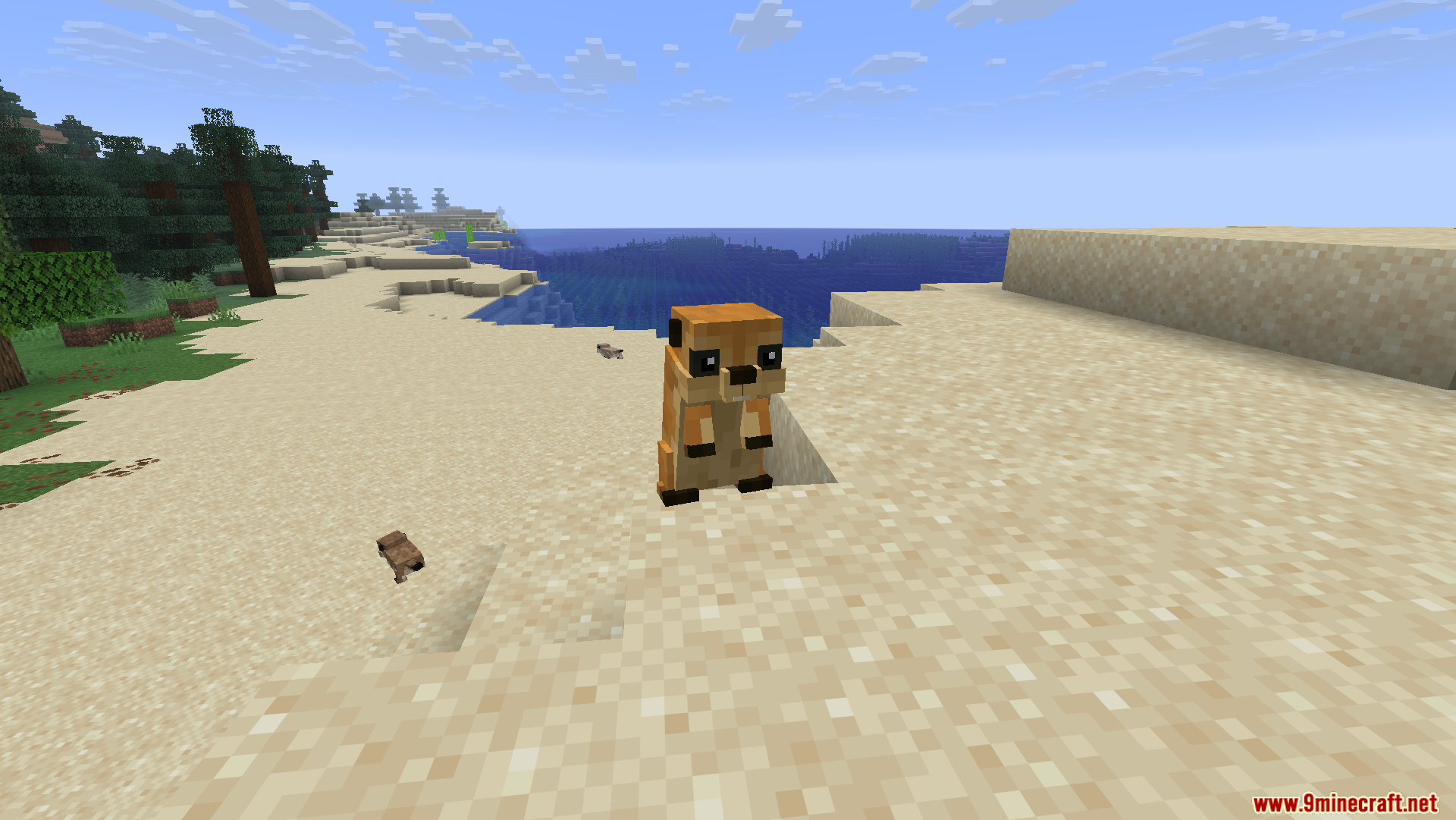 Cute prairie dog standing upright on sand near the blue ocean