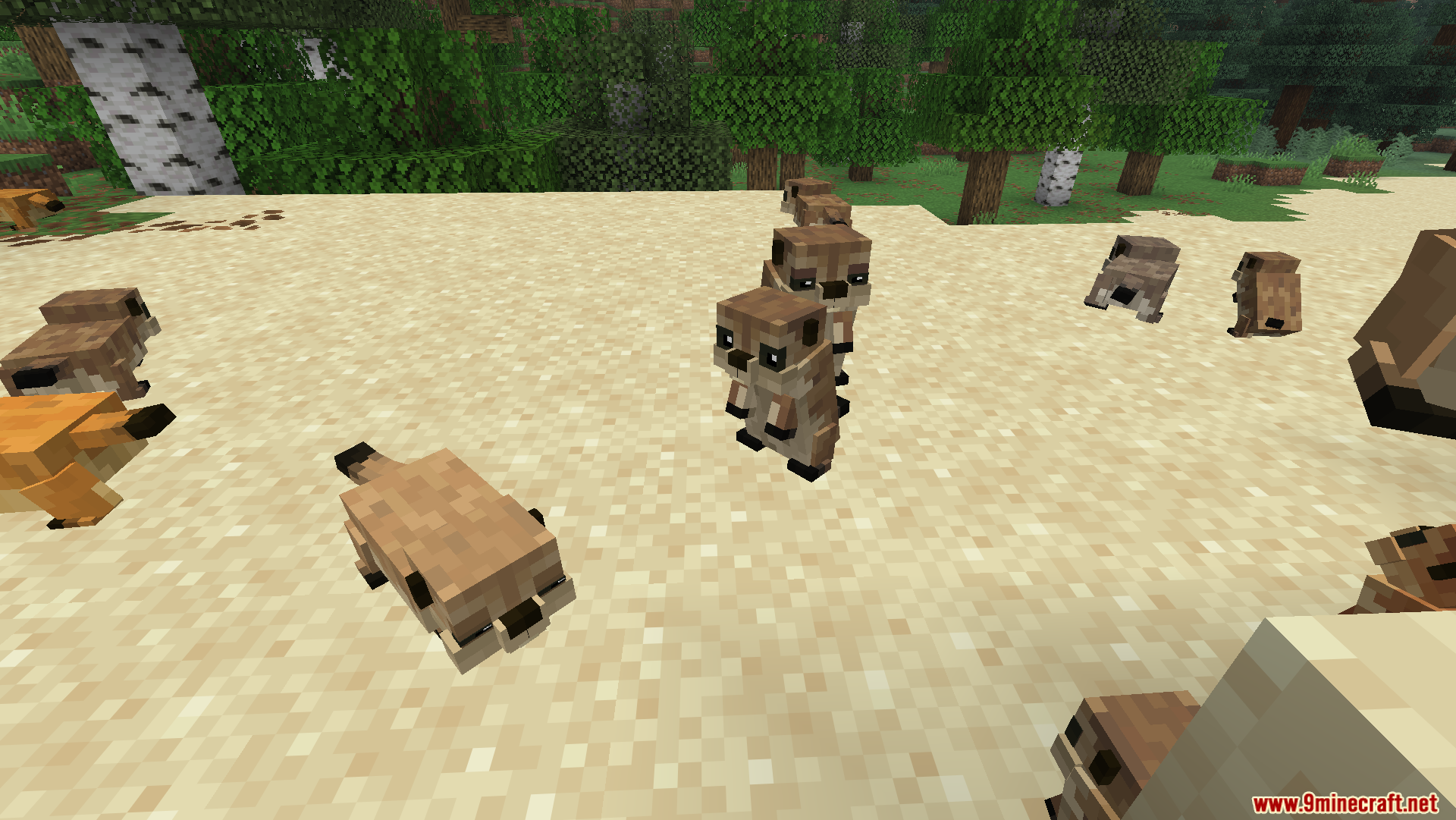 Several prairie dogs standing and walking on sand near a forest