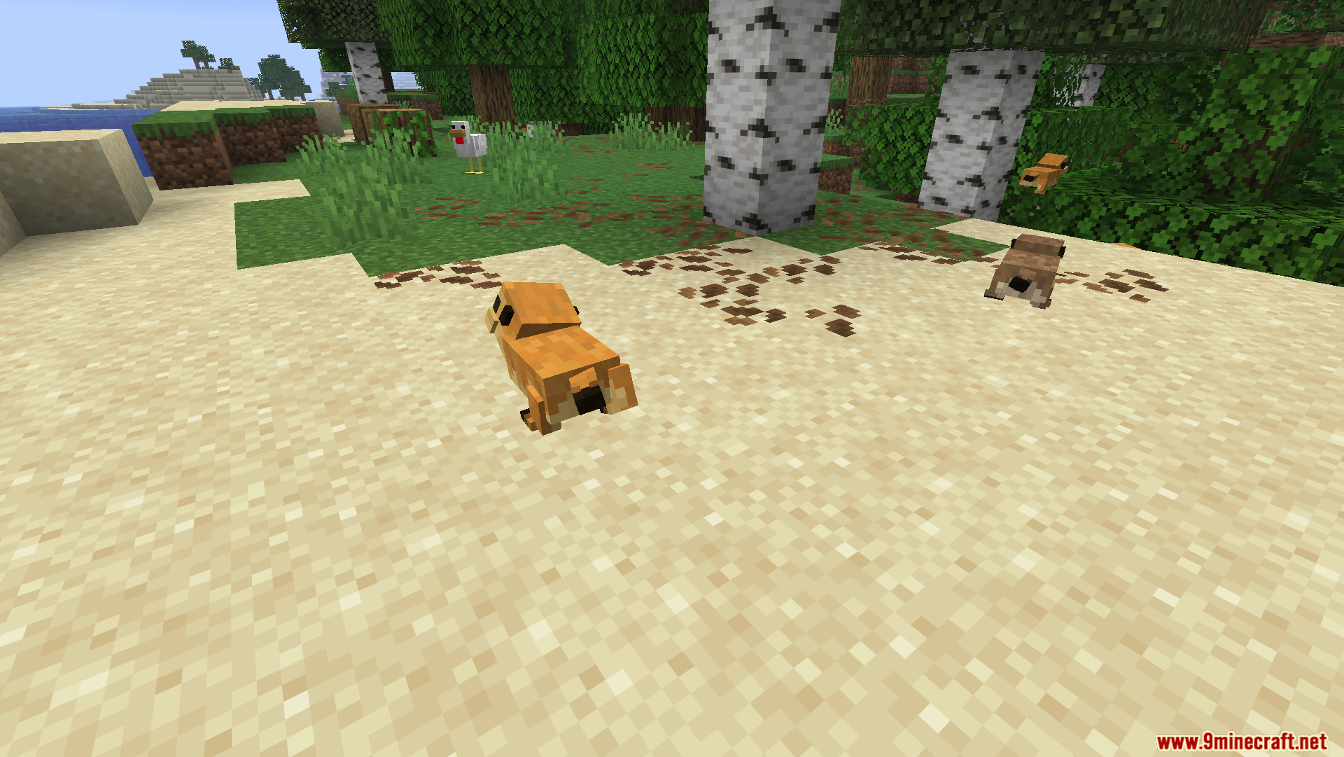 Two prairie dogs exploring the sandy edge of a birch forest