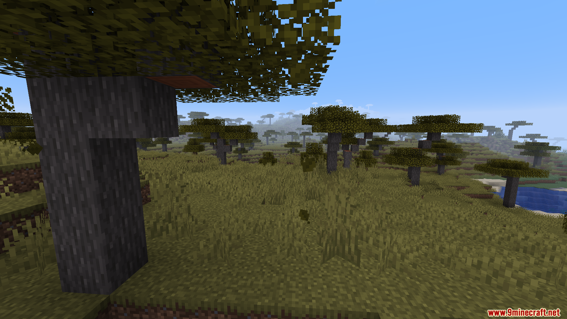 Worldweaver Neoforge Mod (1.21.11, 1.21.1) – Ports Worldweaver To Neoforge 3 Close up of custom tree trunk in savanna biome
