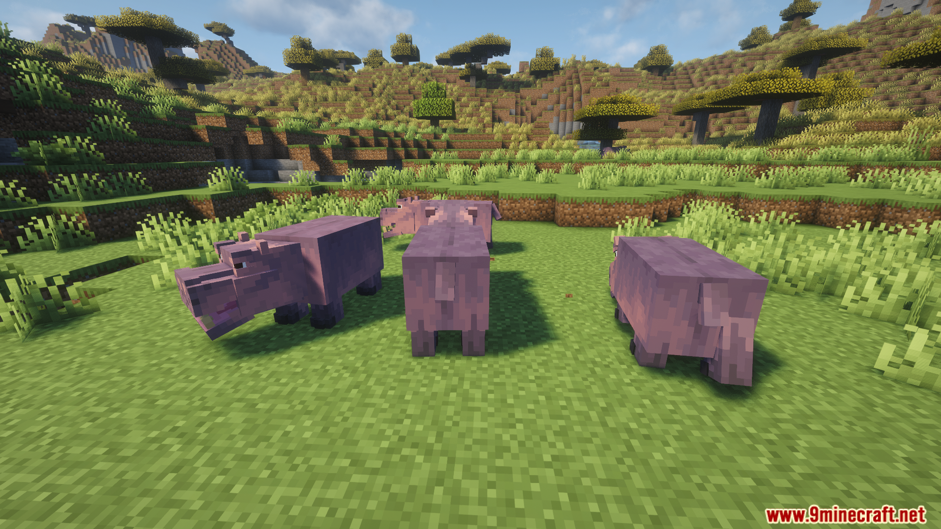 A small herd of hippos standing in the savanna