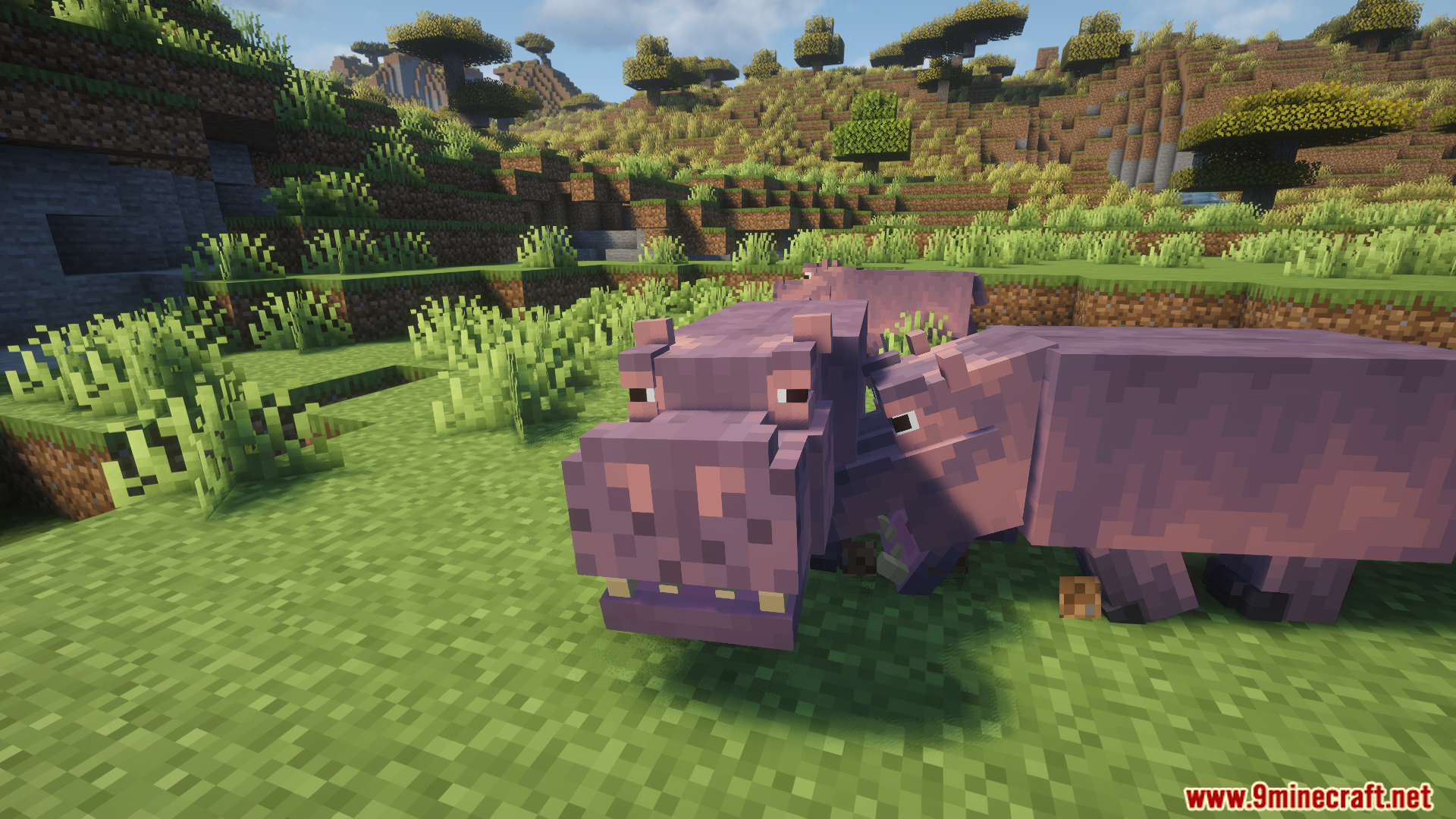 Two hippos standing close together in a grassy field