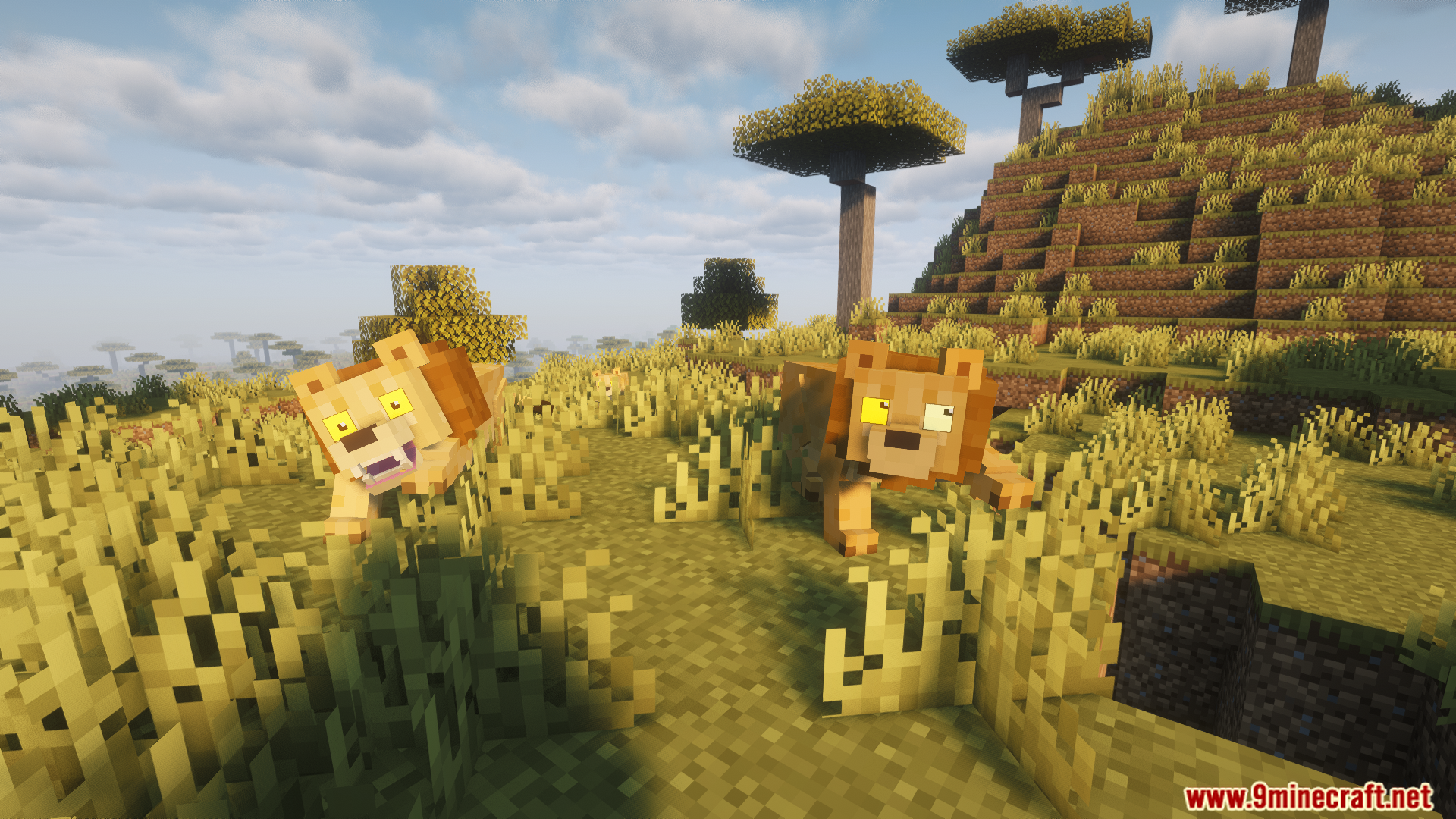 A pair of lions prowling through the savanna grass