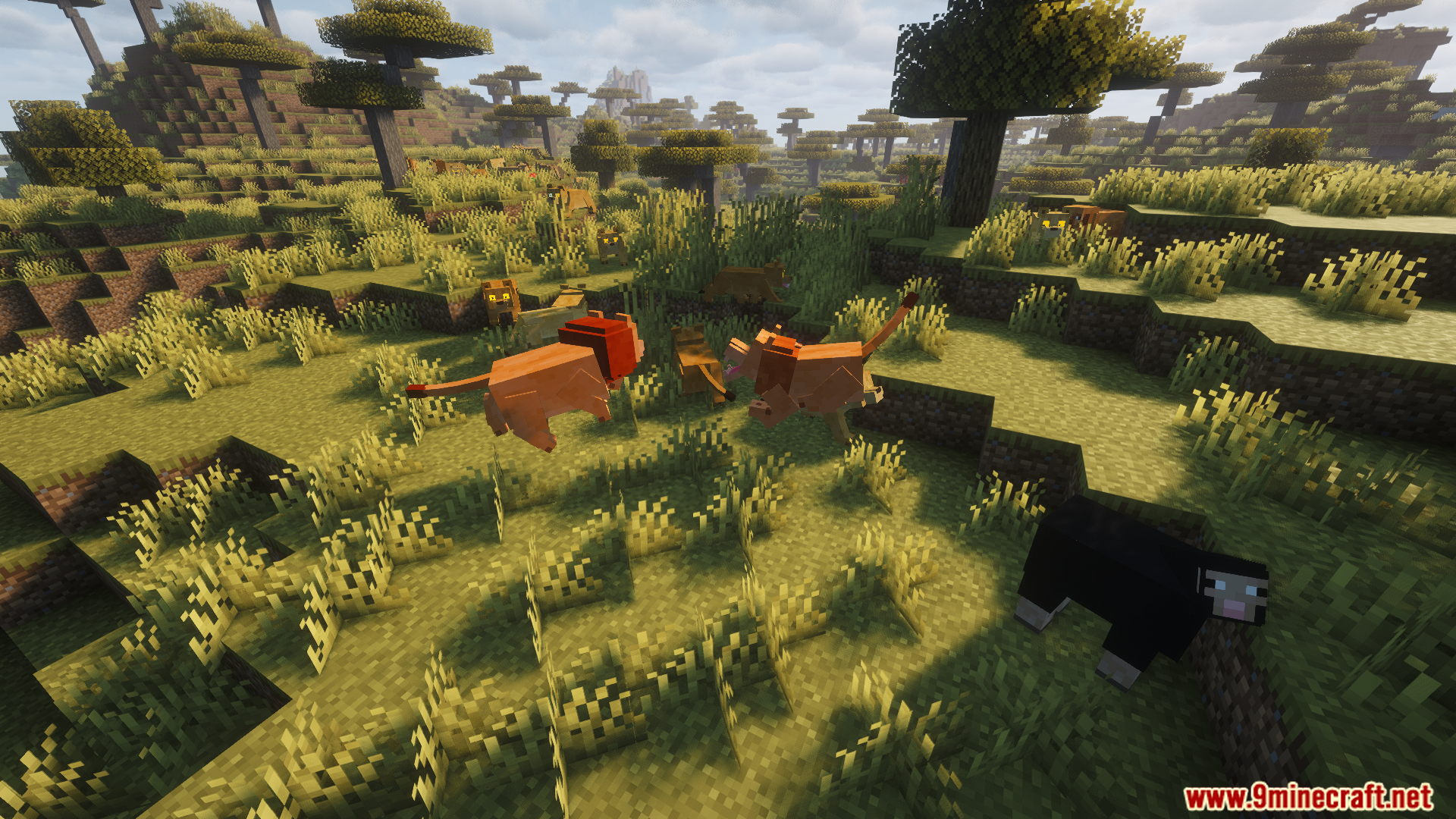 A pride of lions roaming the savanna biome