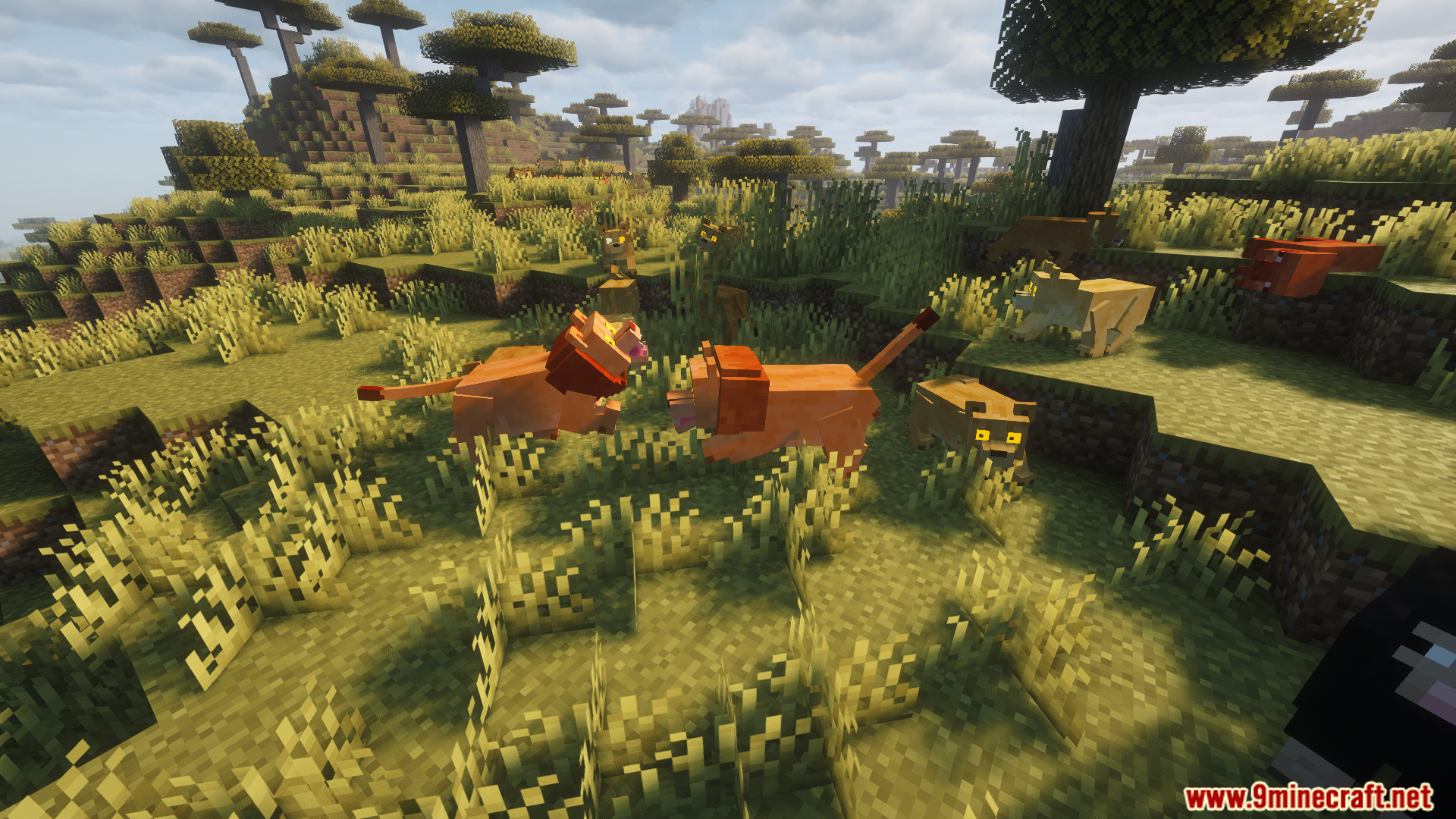 A male and female lion interacting in the wild