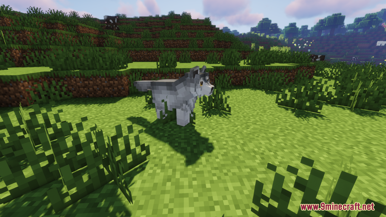A detailed gray wolf stands alone in a grassy field
