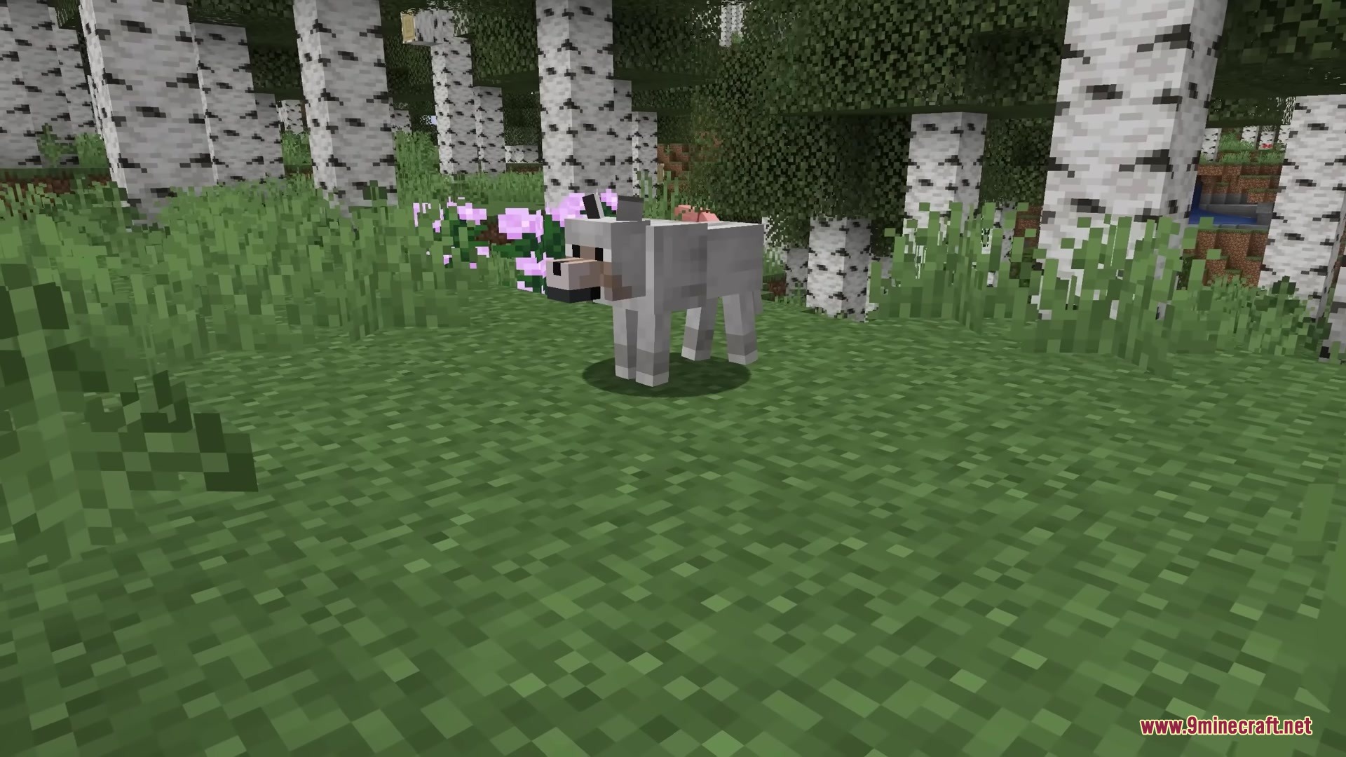 Als Ghasts Revamped X Fresh Animations Resource Pack (1.21.11) 5 A wild wolf stands on the grass in a forest of birch trees