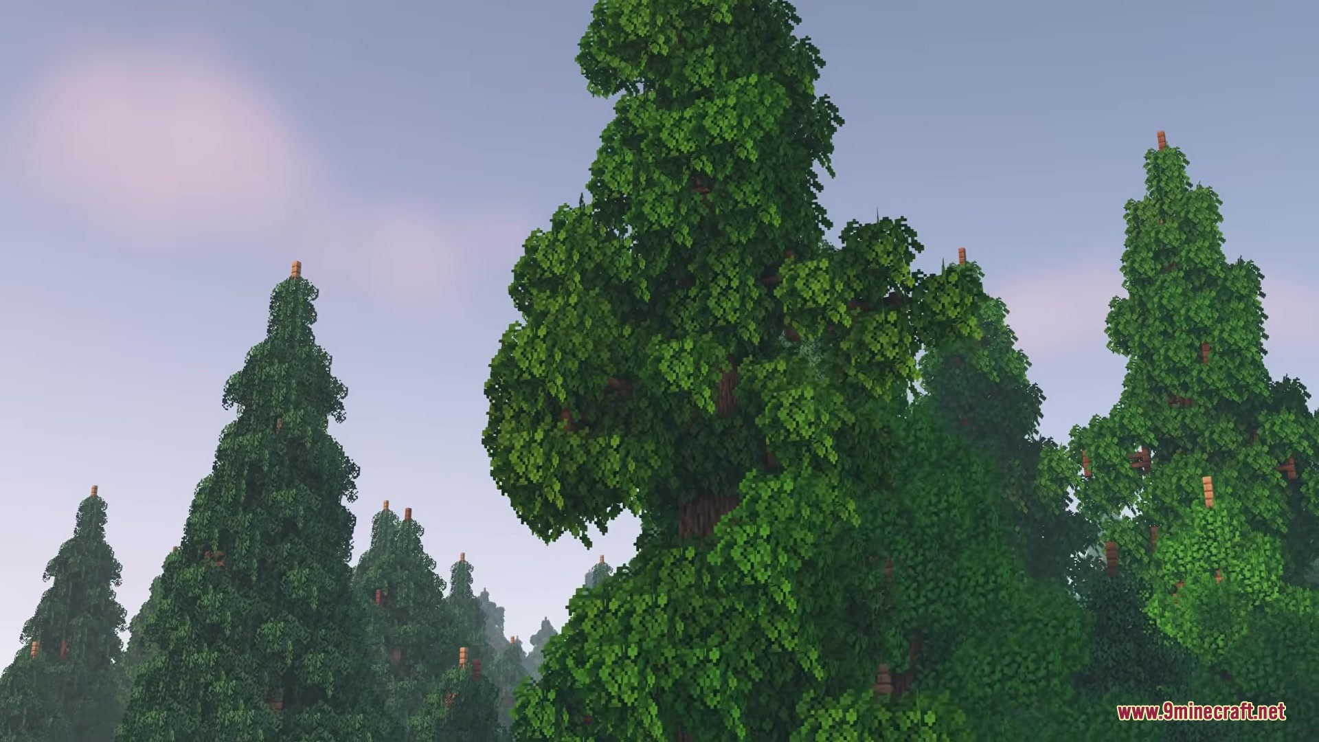 Tall custom trees with dense green leaves under a clear blue sky