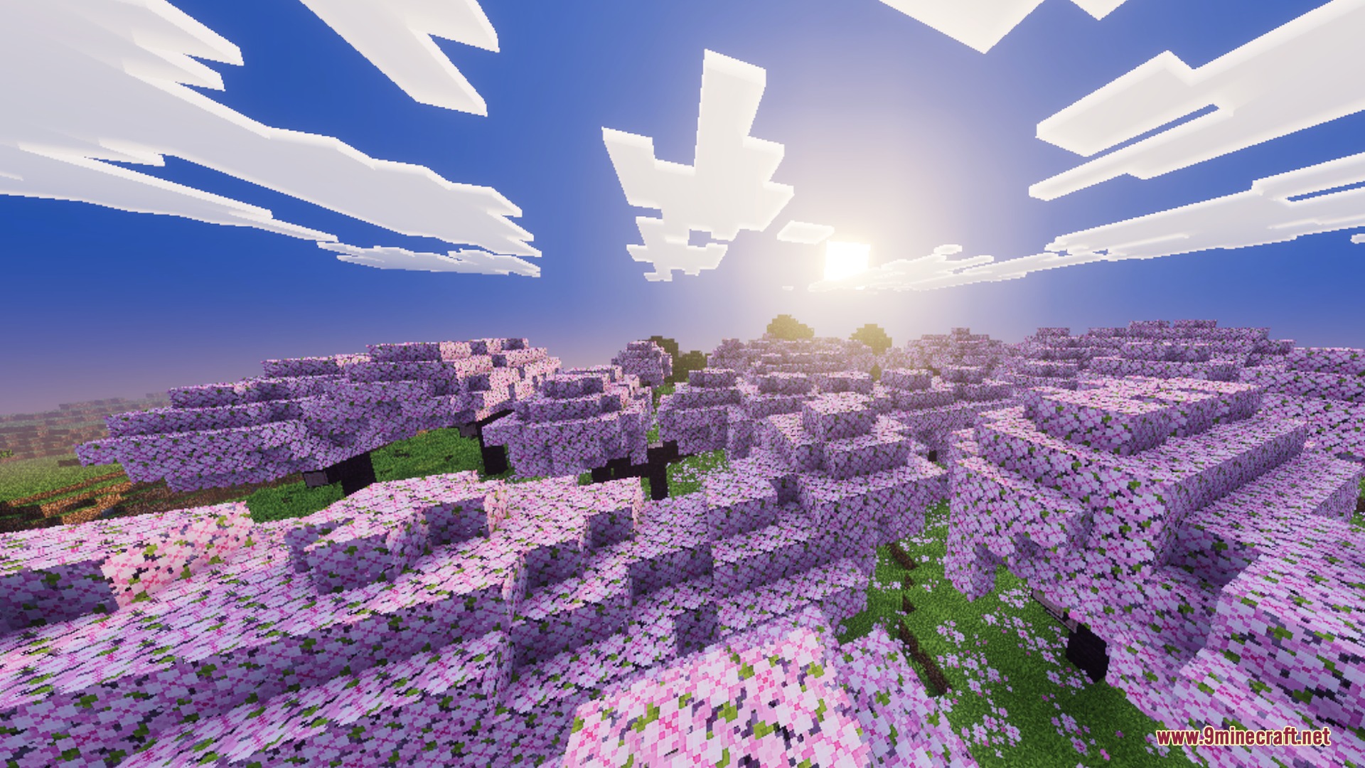 Beautiful cherry blossom forest with pink trees under a bright sunny sky