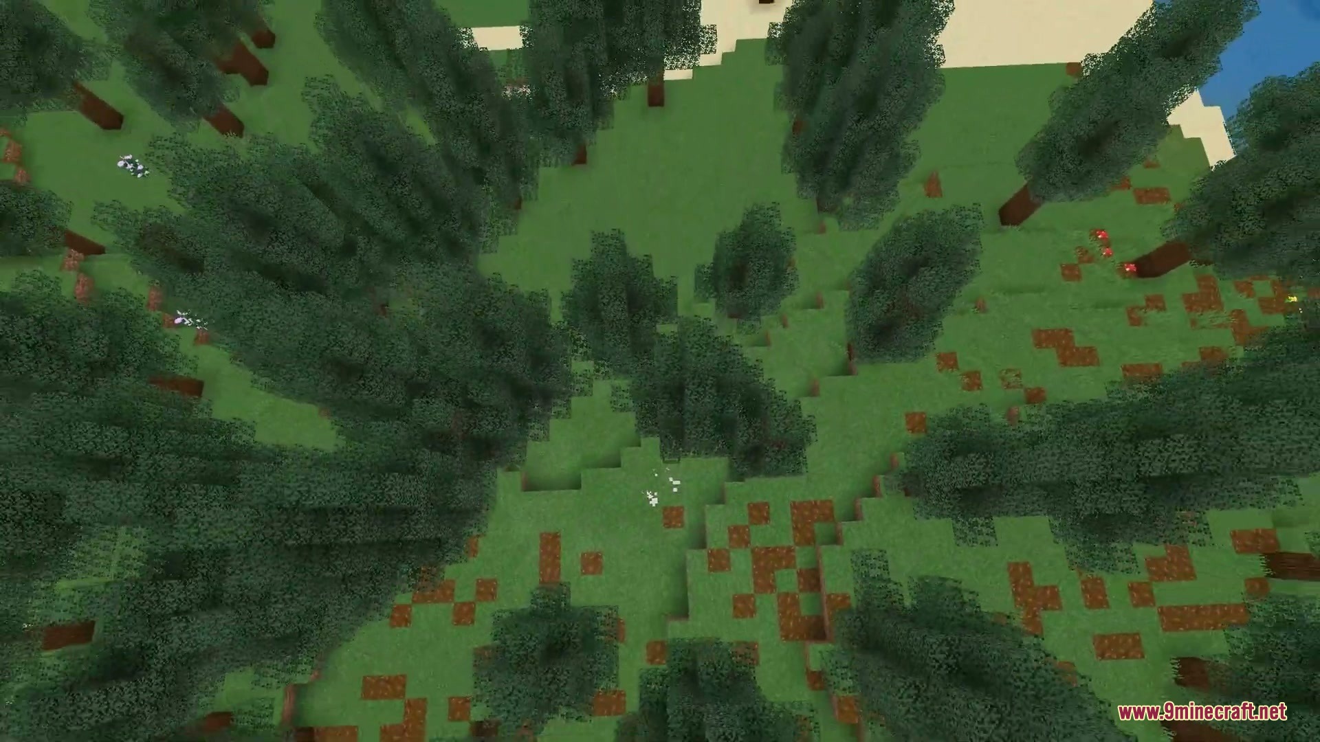 High angle view of a spruce forest with tall trees and grass