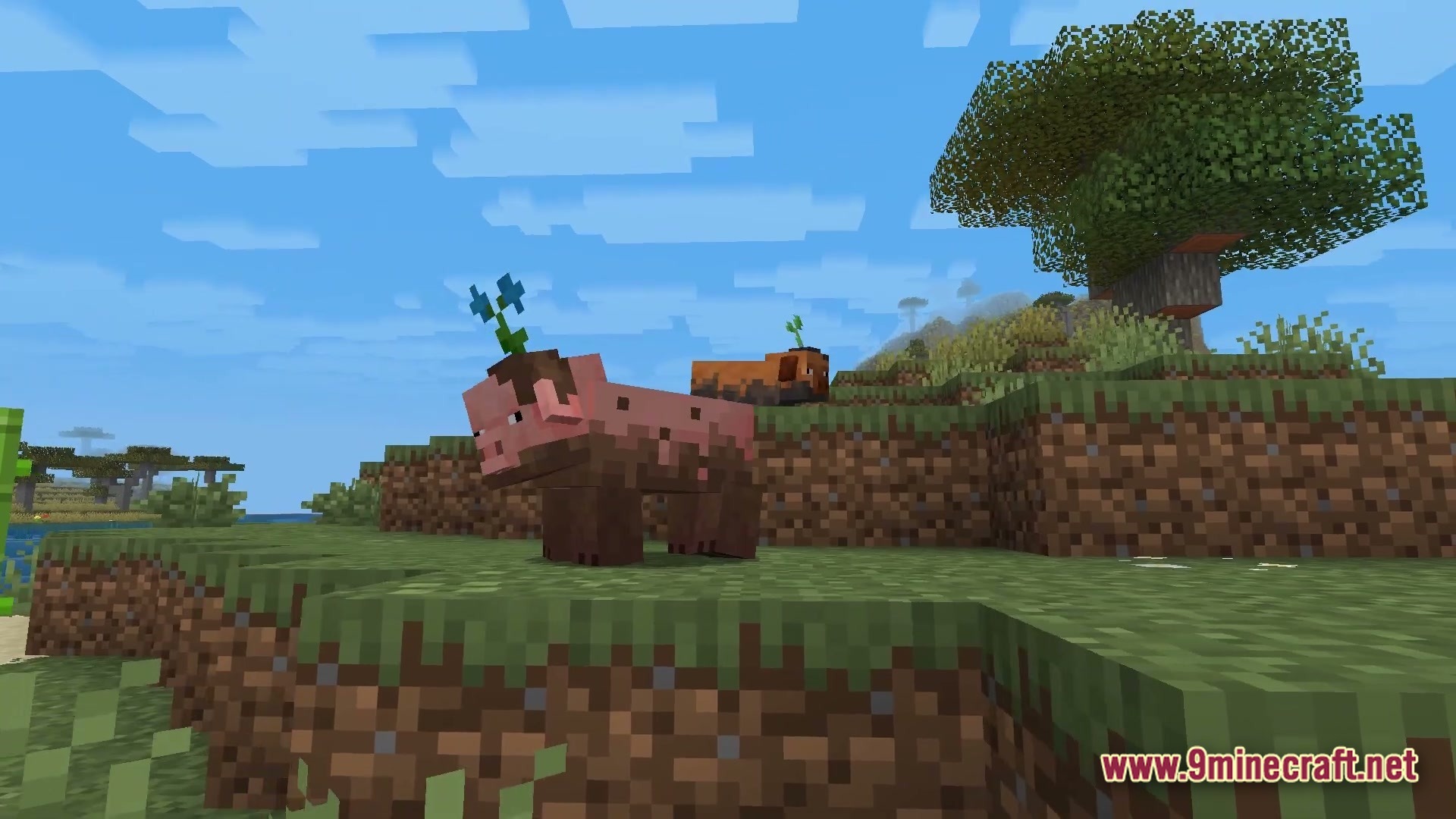 Muddy pigs with flowers on their heads stand on a grassy hill in a savanna biome