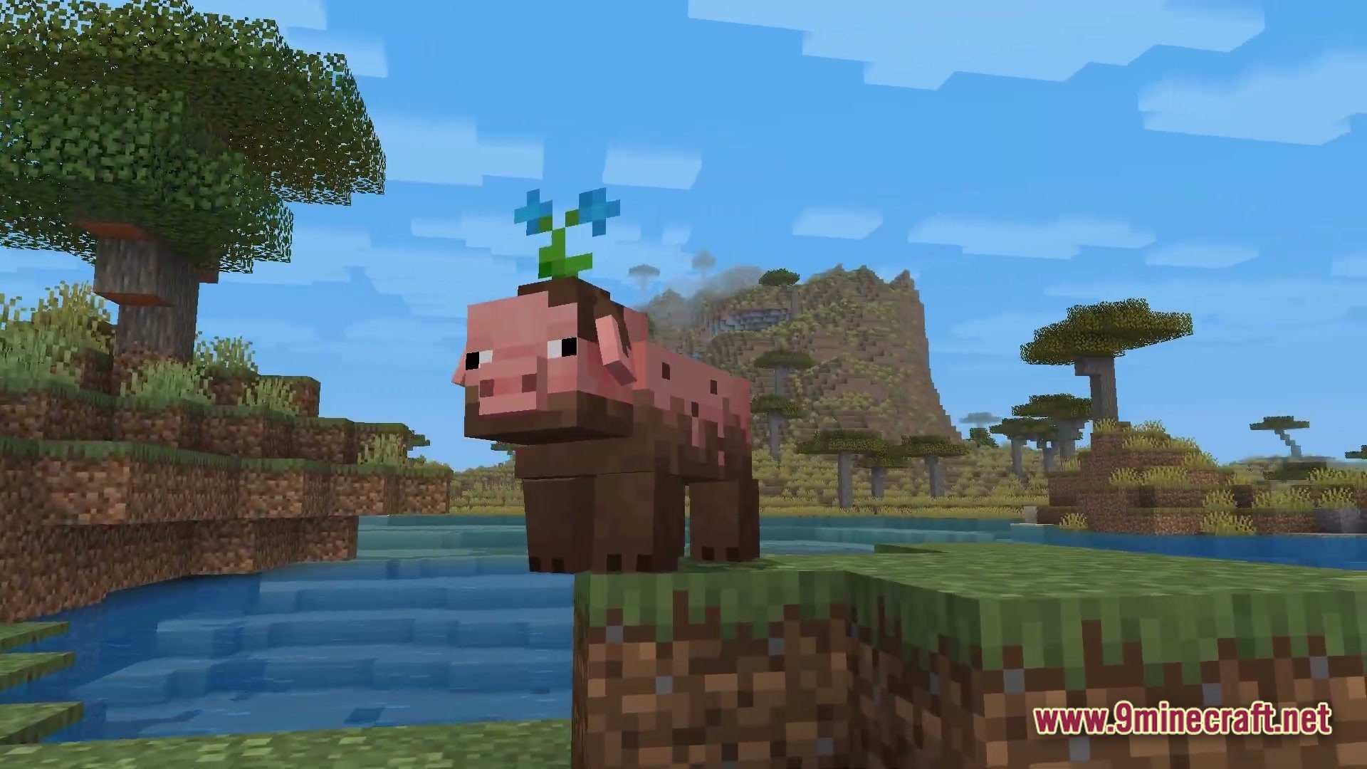 A muddy pig with a flower on its head stands in a savanna biome near water