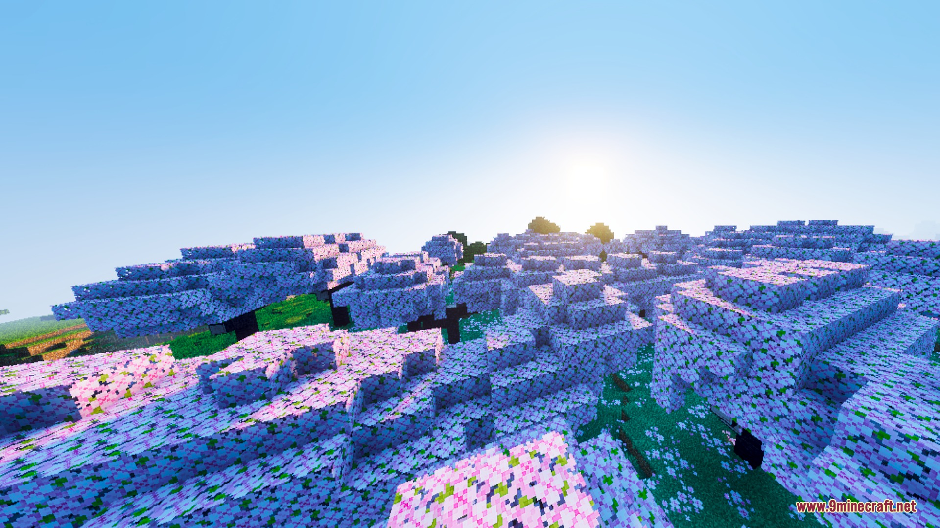 A vast forest of cherry blossom trees under a bright morning sun