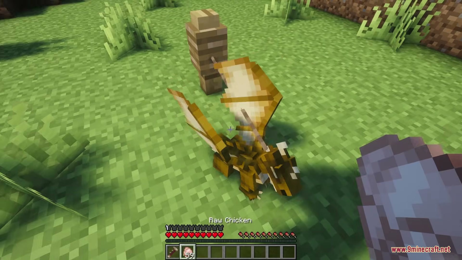 Tiny Dragons Reforged Mod (1.21.1, 1.20.1) – Hatch And Command Fire-Breathing 13 A small dragon on the ground next to a wooden fence post