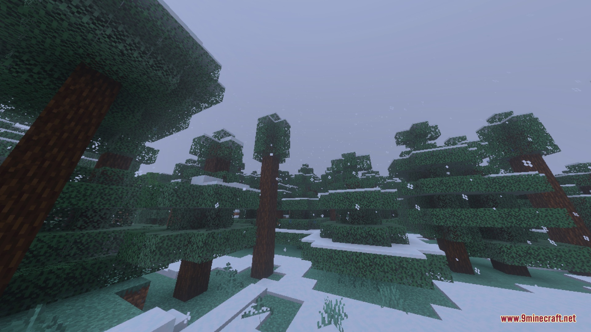Snowy spruce forest with clear visibility and no thick distance fog