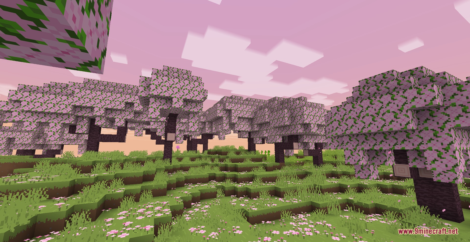 Cherry blossom trees in a field under a soft pink atmospheric sky
